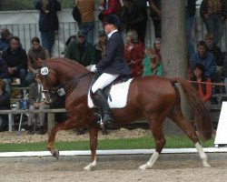 Cavallo da Dressage Grandy-Man (Pony da Sella Tedesco, 1998, di Going East)