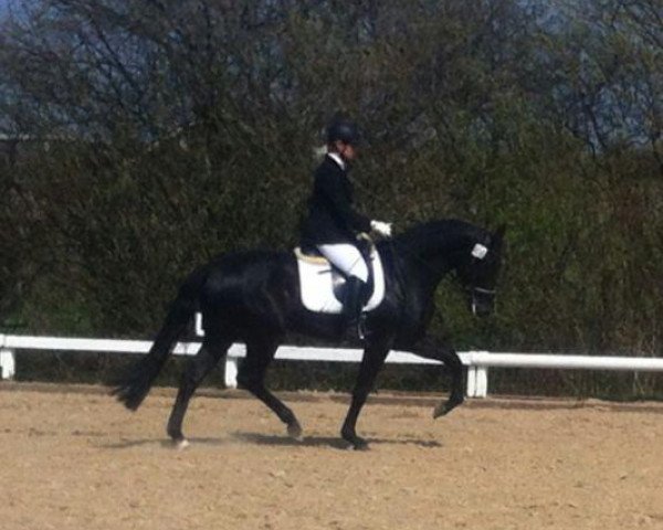 dressage horse Conlandus (Westphalian, 2010, from Conteur)