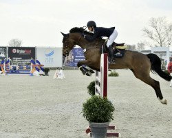 jumper Hoby Keysershof (KWPN (Royal Dutch Sporthorse), 2012, from Astrello)
