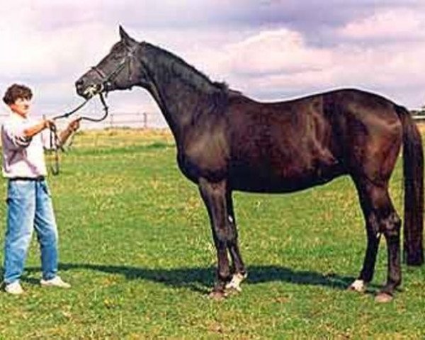 broodmare Komtess V (Trakehner, 1981, from Corvin)