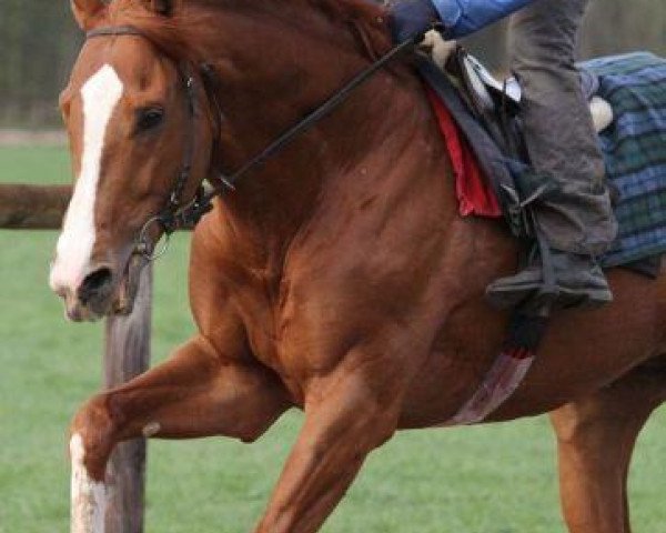 horse Il Presidente xx (Thoroughbred, 2007, from Royal Dragon xx)