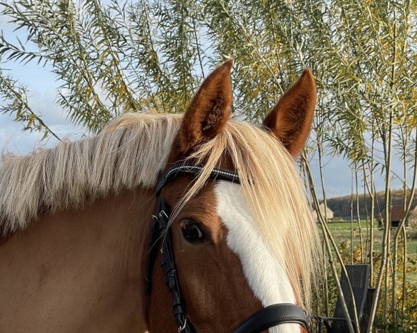 broodmare Daylight B (Westphalian, 2010, from Arts-Dancer-Boy) broodmare Daylight B (Westphalian, 2010, from Arts-Dancer-Boy)