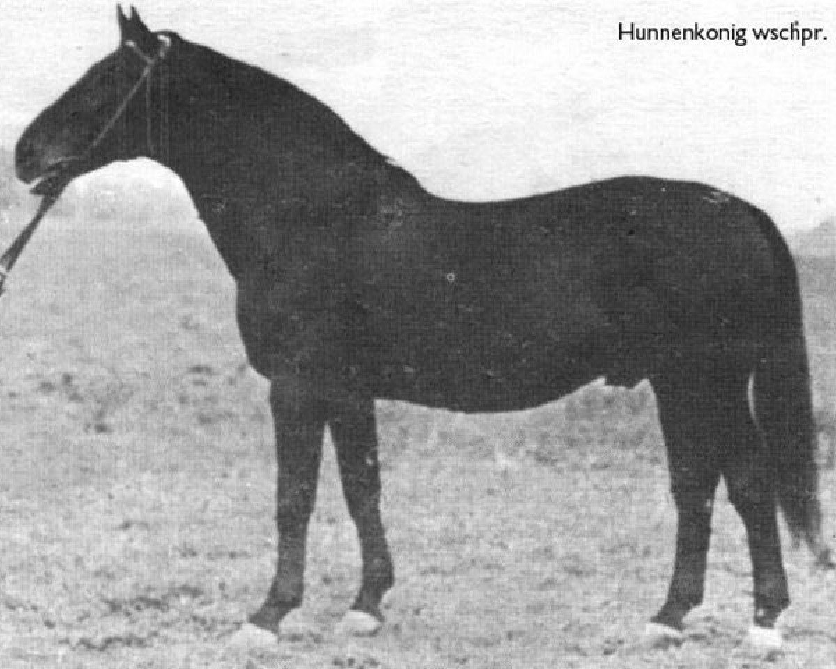stallion Hunnenkoenig 1155 (Trakehner, 1941, from Hutten 3845)