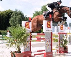 stallion Up Sunheup Z (Zangersheide riding horse, 2010, from Ugano Sitte)