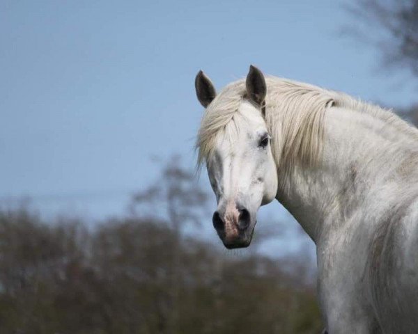 Dressurpferd Rosa Fionn (Deutsches Reitpony, 2006, von Dexter Leam Pondi)