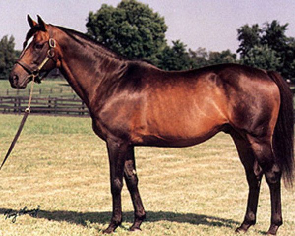 Deckhengst Silver Hawk xx (Englisches Vollblut, 1979, von Roberto xx)
