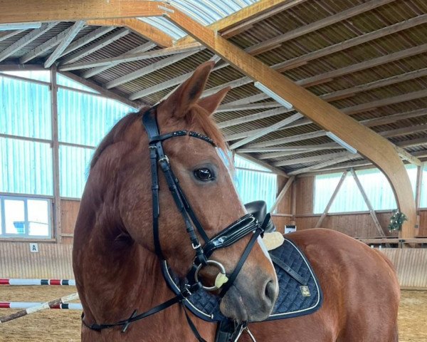 horse Ellis (German Riding Pony, 2013, from Dynamit Harry)