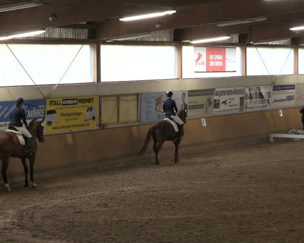 Reitturnier Hildesheim-Steuerwald 2022