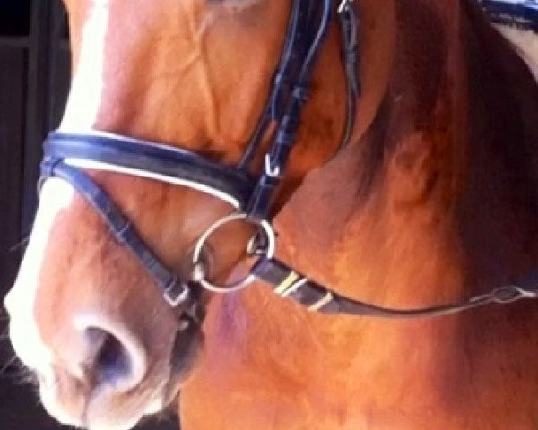 horse Da Ponte BE (Rhinelander, 2005, from Daidalos)