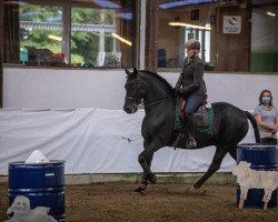 dressage horse Strathies Aslan (Welsh Partbred, 2011, from Galileo)