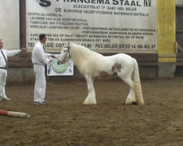 horse Vines Floyd (Tinker / Irish Cob / Gypsy Vanner, 2010, from Vines Lloyds 201310044)