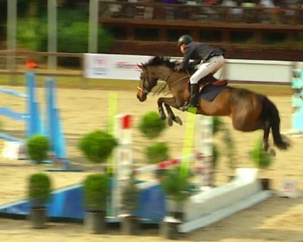 horse Cassius Clay (KWPN (Royal Dutch Sporthorse), 2007, from Guccio)