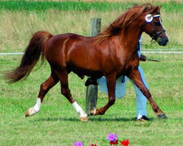 stallion York von Rock Grey (Welsh-Pony (Section B), 1989, from Dove Vernal) stallion York von Rock Grey (Welsh-Pony (Section B), 1989, from Dove Vernal)
