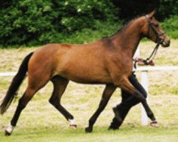 Zuchtstute Painter's Moon (Trakehner, 1999, von Painter's Row xx)