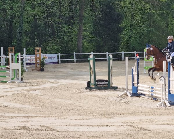 jumper Schoof's Quickly Julchen (Holsteiner, 2016, from Quickly de Kreisker)