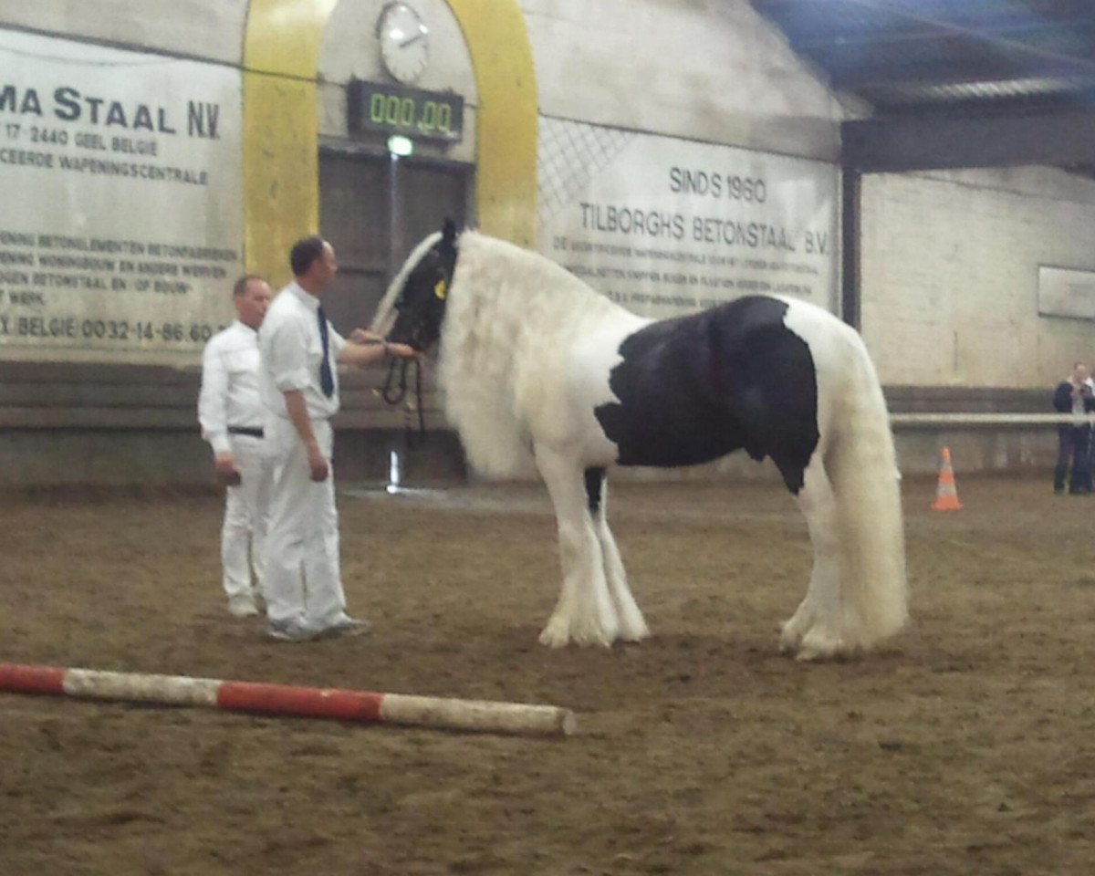stallion ITS Benson (Tinker / Irish Cob / Gypsy Vanner, 2004)
