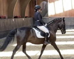 dressage horse Herrante (Pura Raza Espanola (PRE), 2009)