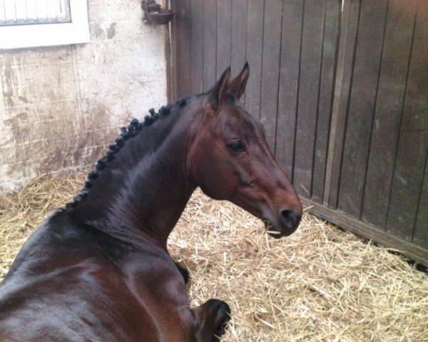 stallion Athlet (Westphalian, 2000, from Abano)