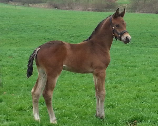 stallion Chaccolandus (Westphalian, 2013, from Chacco Chacco)