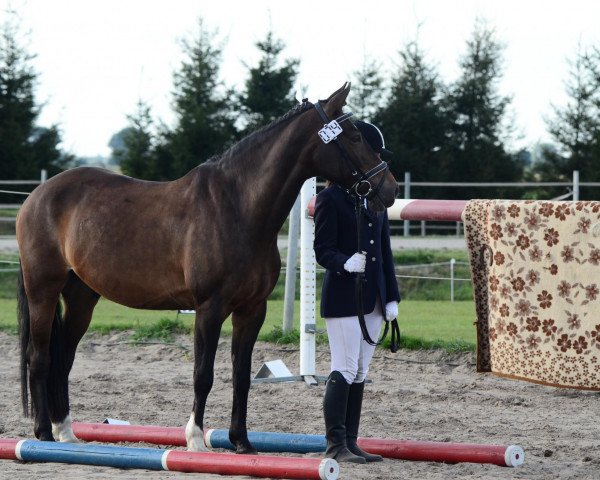 dressage horse Jerome 89 (German Riding Pony, 1999, from Moraco)