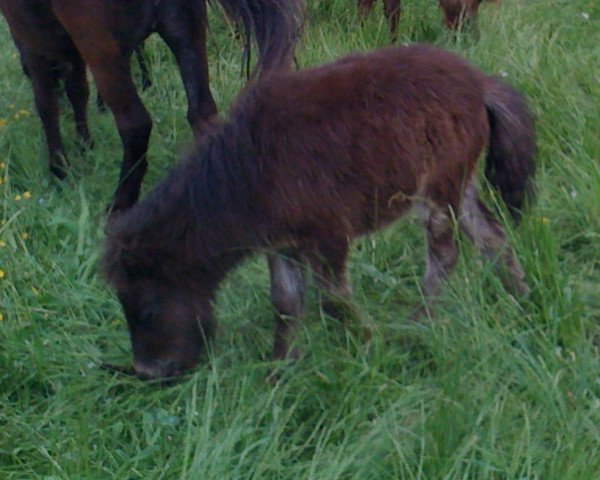 Paard Jasmin (Duits Partbred Shetlandpony, 2012, van Fabian)