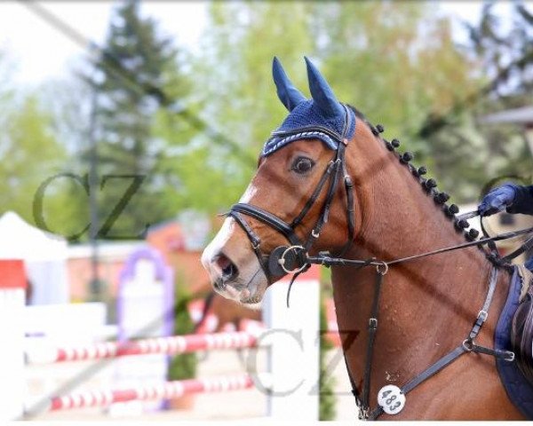 Springpferd Coldplay 12 (Holsteiner, 2004, von Carolus I)