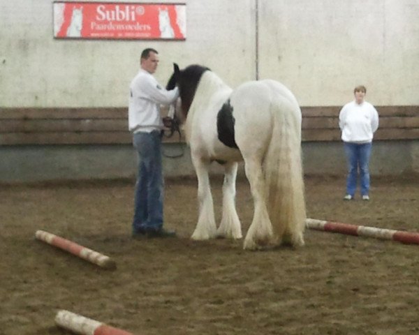 stallion Janesho Snorremans van Germania (Tinker / Irish Cob / Gypsy Vanner, 2010, from Lexx van Tinkerstal Foubert 0710951) stallion Janesho Snorremans van Germania (Tinker / Irish Cob / Gypsy Vanner, 2010, from Lexx van Tinkerstal Foubert 0710951)