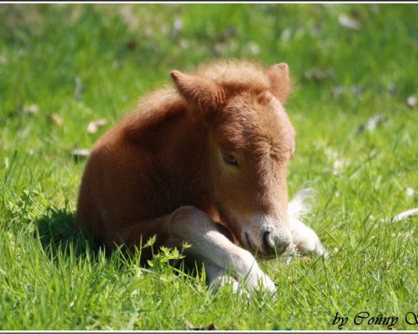 Caballo Ibou aus dem Wendland (Pony Shetland, 2013, de Inspektor vom Fasanenweg)