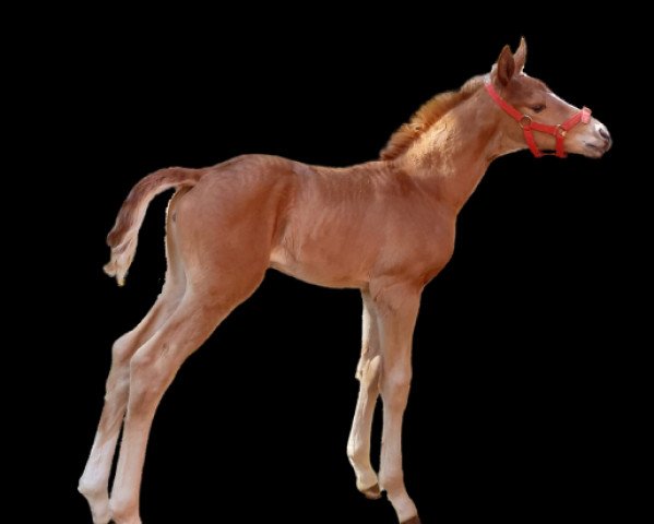 horse Soleil Royal JM (KWPN (Royal Dutch Sporthorse), 2022, from Fidelity) horse Soleil Royal JM (KWPN (Royal Dutch Sporthorse), 2022, from Fidelity)