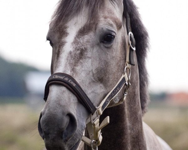 Springpferd Pina Pearl (Westfale, 2007, von Prinz Wilhelm)