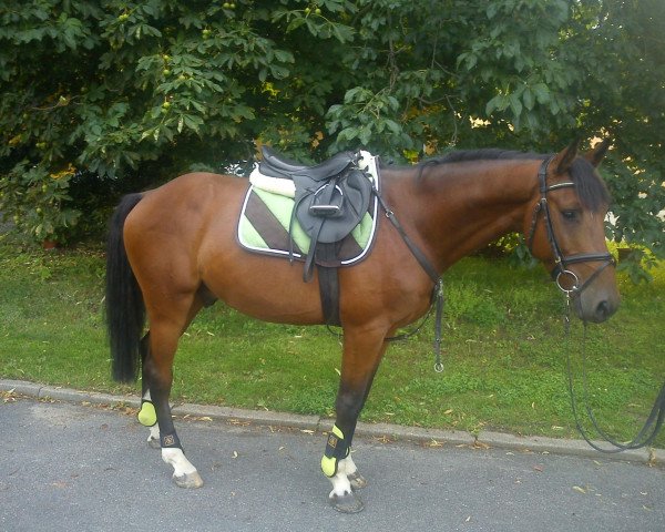 horse Compagniero (Oldenburg show jumper, 2008, from C-Trenton Z)