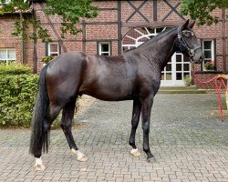 Pferd Fatumo (Hannoveraner, 2018, von Finest)