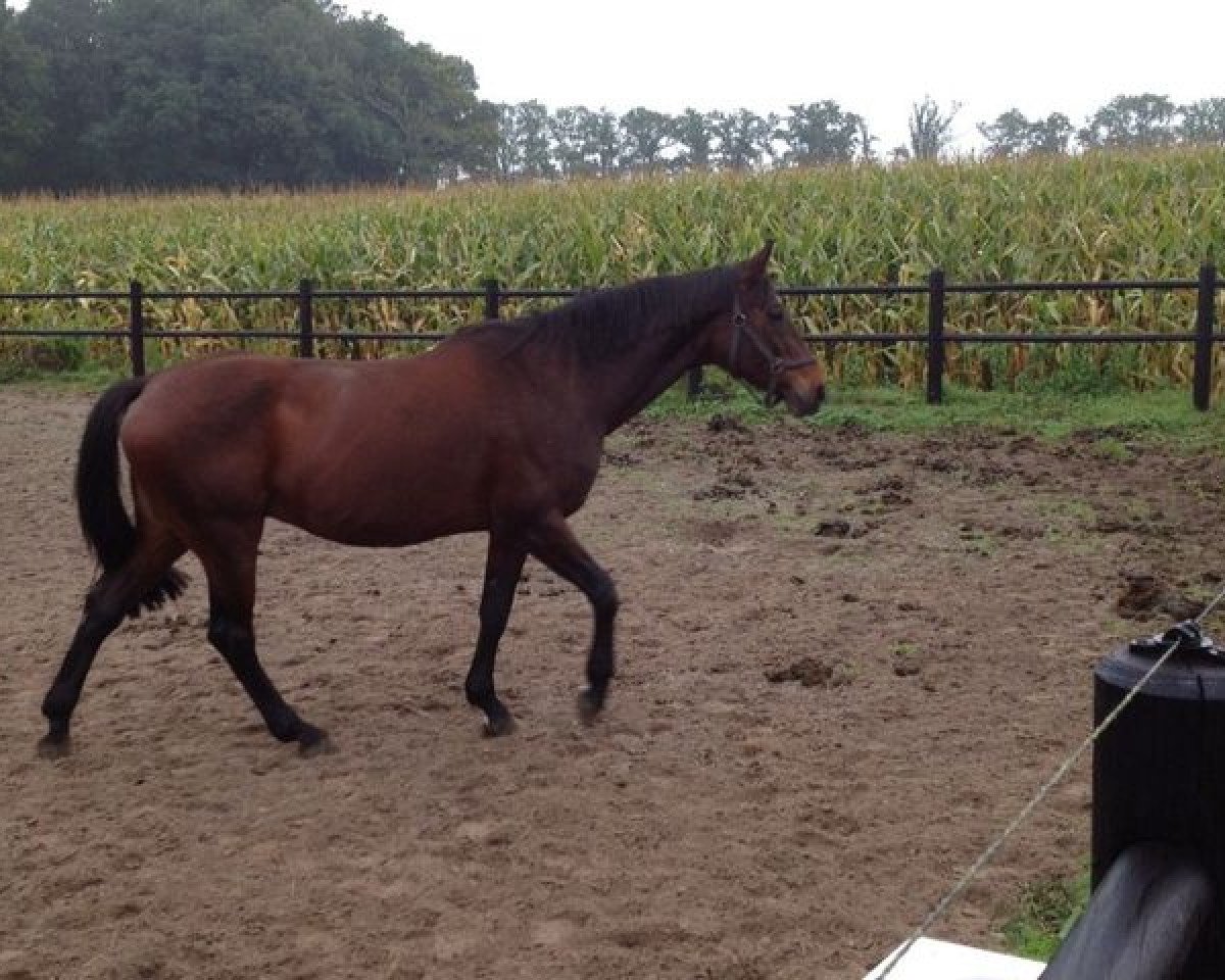 Yegua de cría Naline (KWPN (Warmblood Neerlandés), 1995, de Polydox)