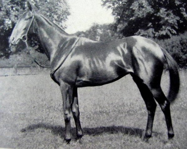 broodmare Netherton Maid xx (Thoroughbred, 1944, from Nearco xx)