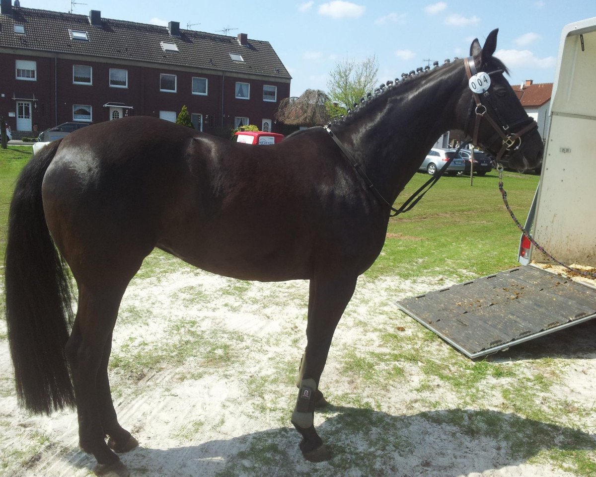 Dressurpferd Rubina (Westfale, 2005, von Rubinus)