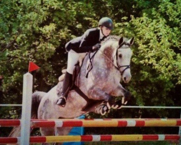 broodmare Corida 8 (Holsteiner, 1998, from Caletto I)