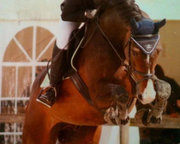 Pferd Eclair 18 (KWPN (Niederländisches Warmblut), 1995, von Ecu)