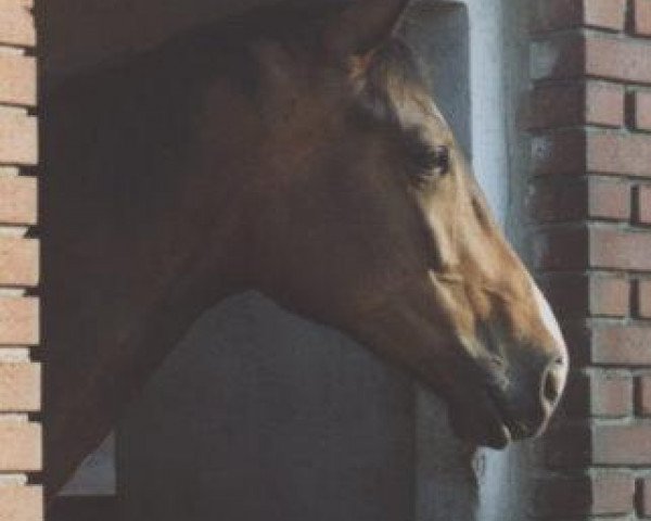 jumper Sierra Leone II (Trakehner, 1998, from Charly Chaplin)