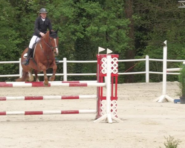 Reitturnier Losheim am See 2022