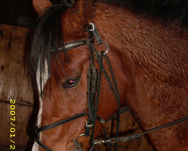 horse Sharaf (Arab half breed / Partbred, 1990, from El Thay Thamam ox)
