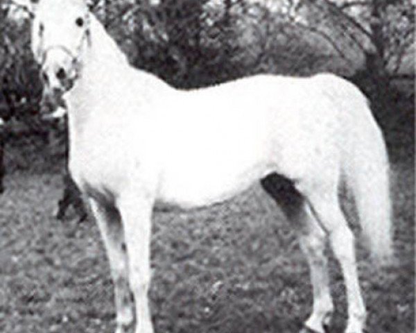 broodmare Napraslina 1948 ox (Arabian purebred, 1948, from Nomer 1943 ox)