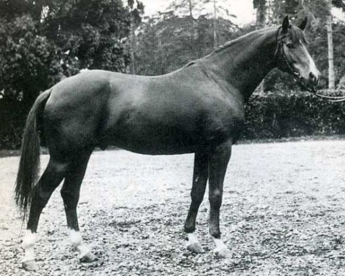 stallion Unicol'Or AA (Anglo-Arabs, 1964, from Matador AA)
