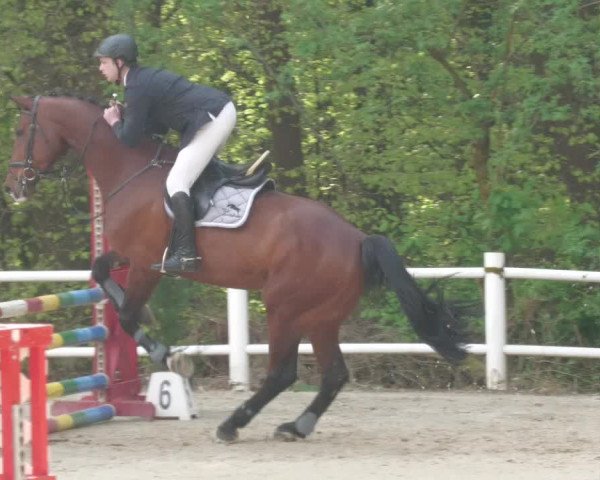 Reitturnier Losheim am See 2022