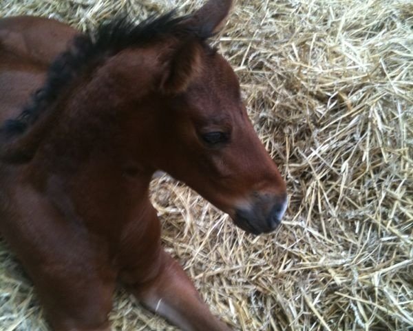Pferd Chin Chinja (Westfale, 2012, von Chin Win)