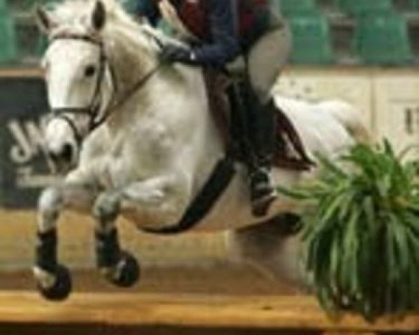 broodmare Wetterhexe (Trakehner, 1998, from Intervall xx)
