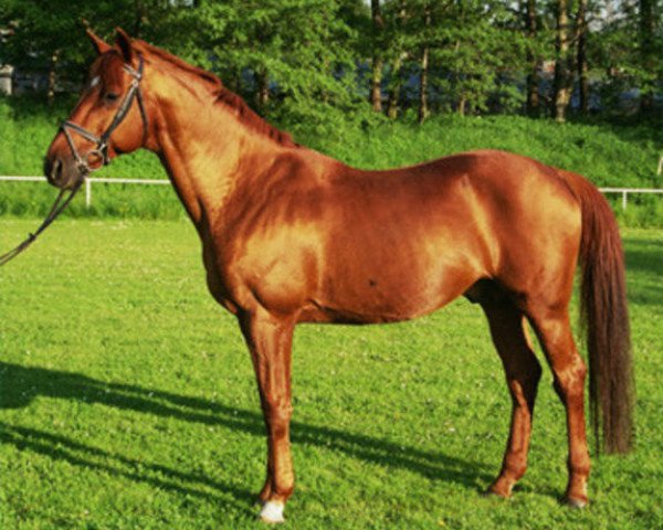 stallion Ostermond (Trakehner, 1985, from Atreus 3206)