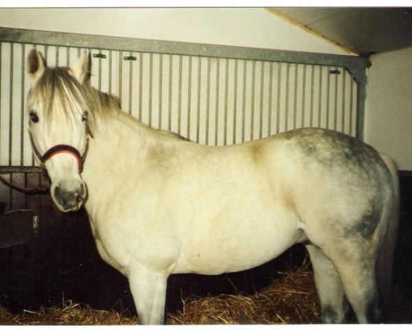 stallion Limbo xx (Thoroughbred, 1975, from Pentathlon xx)