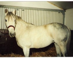 stallion Limbo xx (Thoroughbred, 1975, from Pentathlon xx)