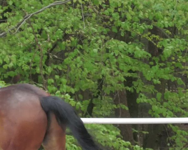 Reitturnier Losheim am See 2022