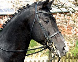 stallion Tabaluga (Trakehner, 1993, from Balzflug)